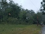 Storm damage fallen trees